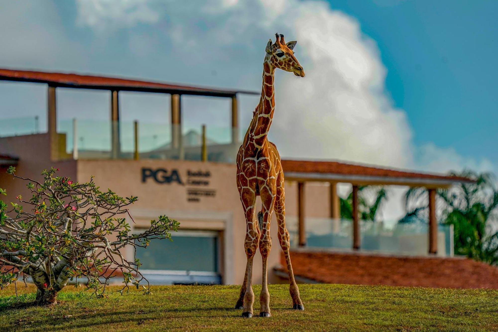 Vipingo Ridge Limited Hotell Kilifi Exteriör bild